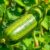 Ogórek: zdrowotne właściwości, wartości odżywcze i korzyści zdrowotne